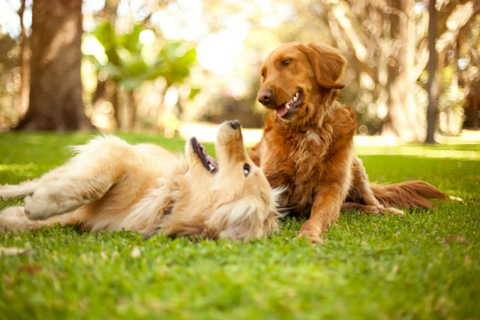 perros jugando en el parque