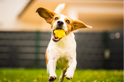 perro corriendo con pelota en la boca