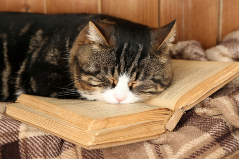 gato durmiendo encima de libro