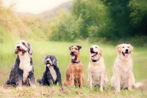 perros en el campo