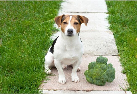 La comida vegana para perros que se vende está formulada por expertos