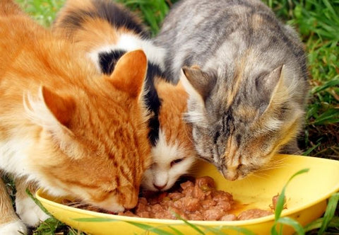 La alimentación vegana para perros y gatos es la opción más sostenible