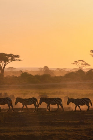 Africa sunset with zebras