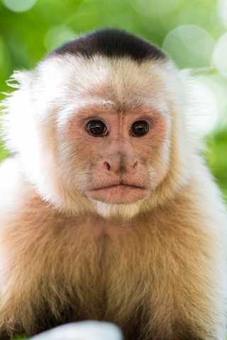 Capuchin Monkey