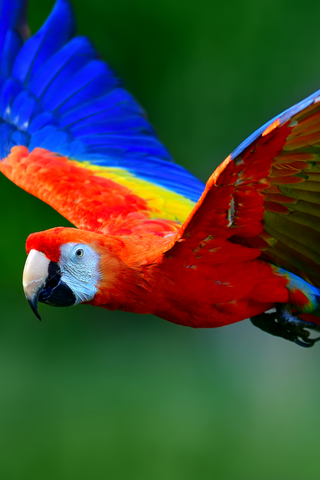 Scarlet Macaw