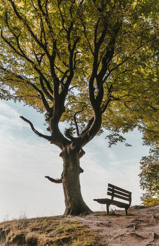 Tree with a bench beside it