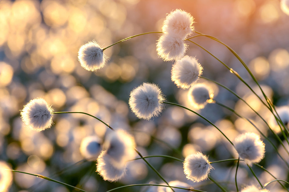 blooming cotton grass