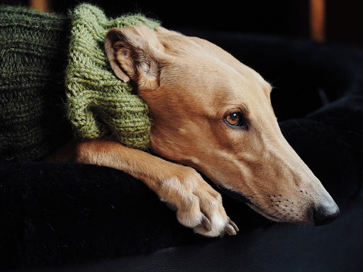 a gorgeous tan colored greyhound keeping cozy in a green knitted wool snood