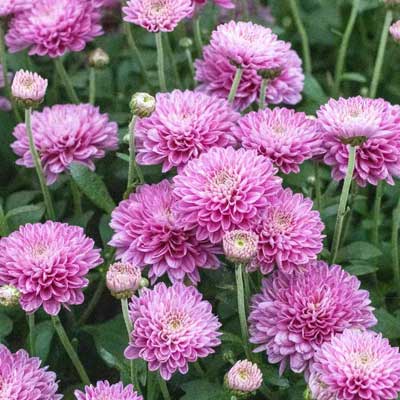 Chrysanthemum