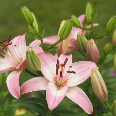 Lilies