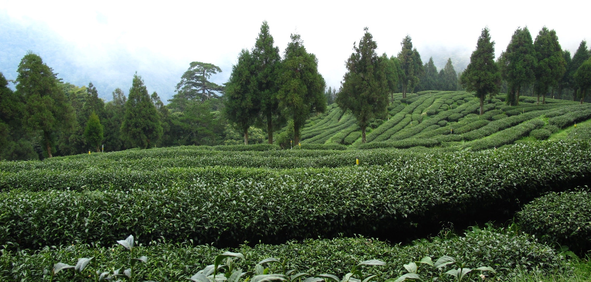 Fushoushan, one of the highest peak in the Lishan mountain range.