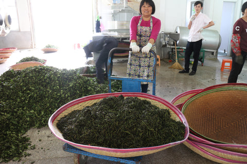 Worker with leaves immediately after rolling