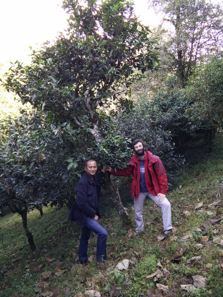 Gushu "ancient tea tree" on Mengsong Mountain (pu'er)
