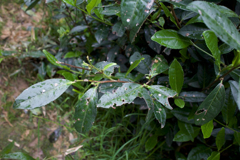 Tea leaves bitten by insects