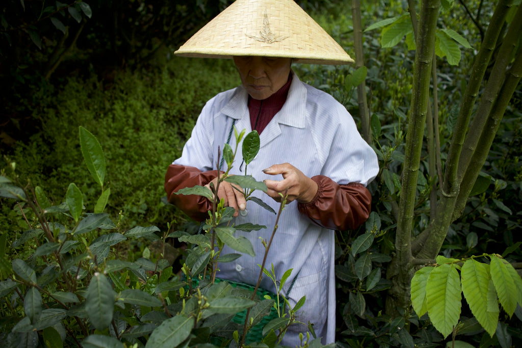 Tea picker