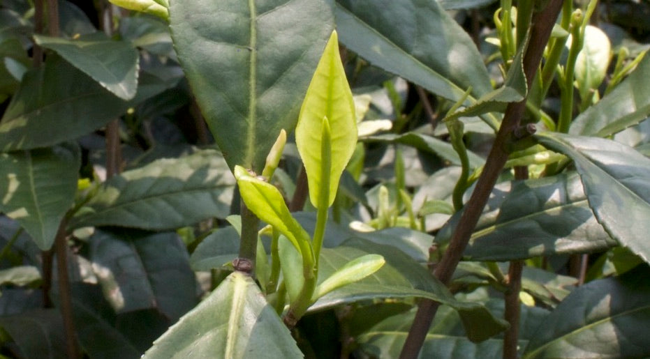 Anji bai cha