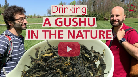 Drinking a mysterious Gushu in Nature