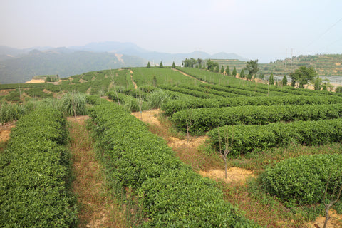 Plantations of Tieguanyin oolong tea