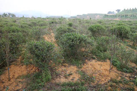 Old Tieguanyin bushes