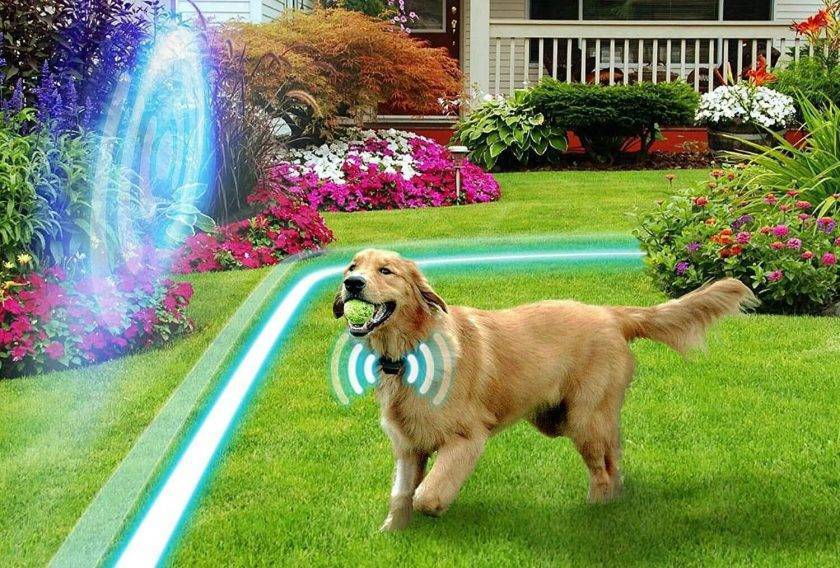 GPS dog collar containing golden retriever in safe invisible wireless containment area