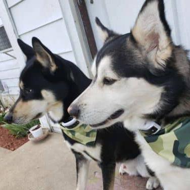 huskies being trained to stay in large yard with portable fence