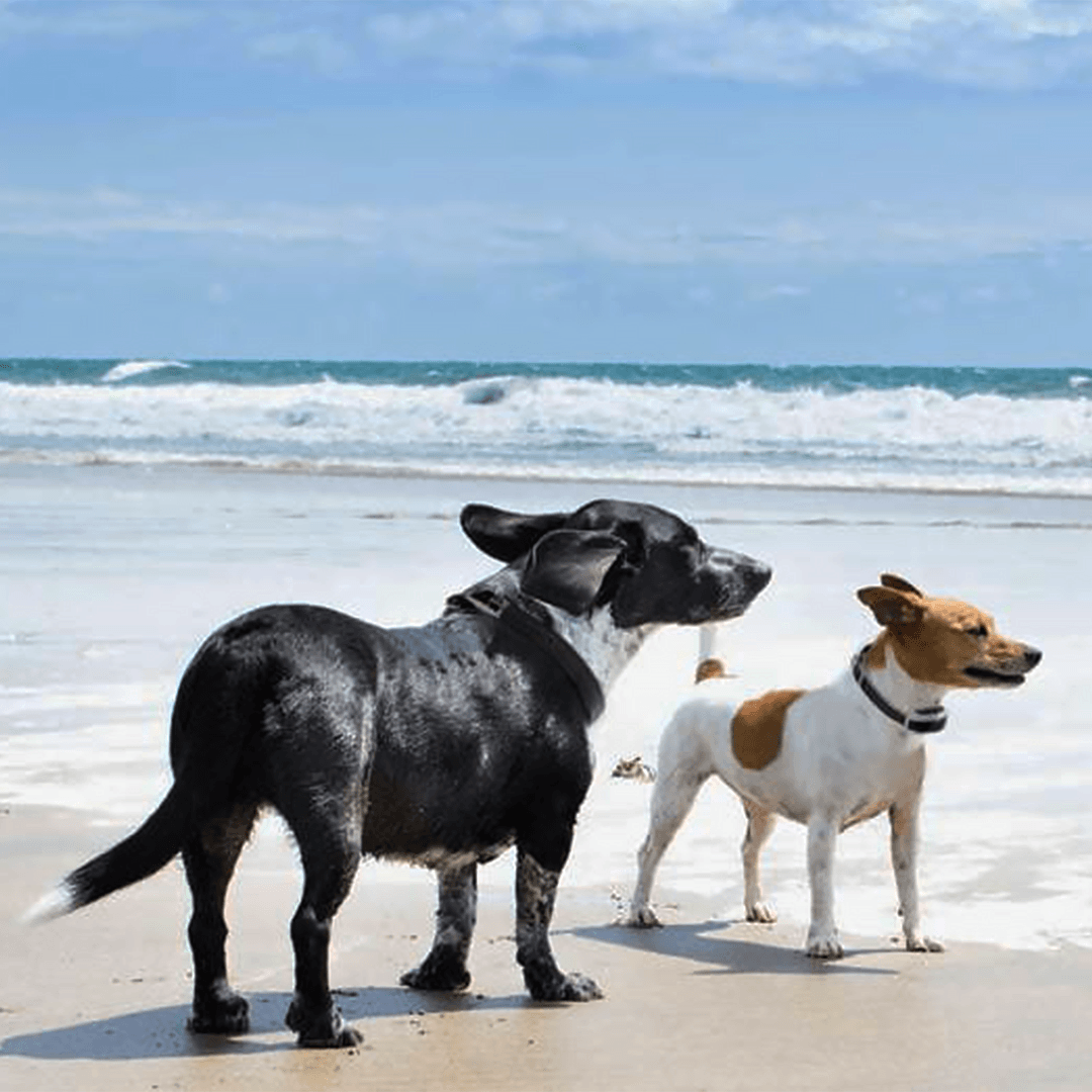 2 dogs staying within boundaries at the beach