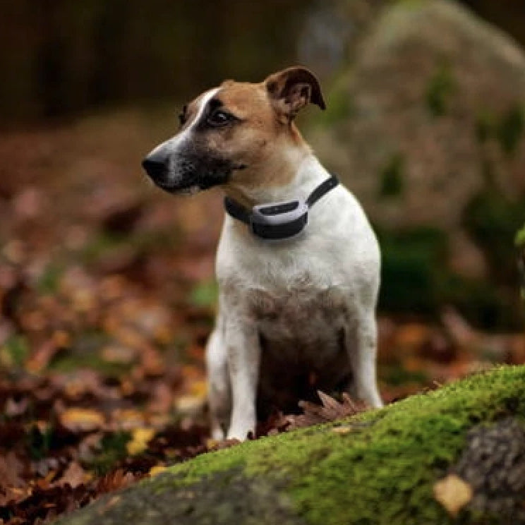 best camping portable wireless dog fence