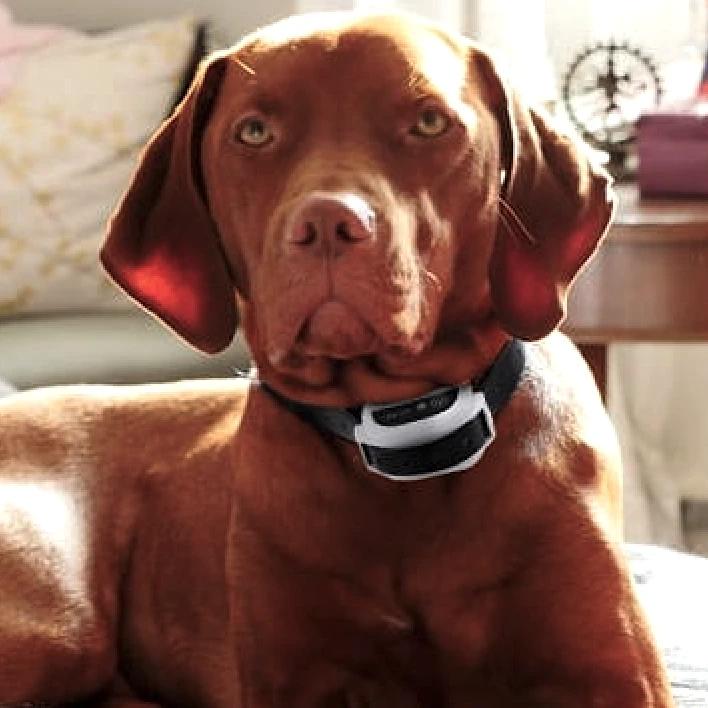 Dog with shock collar sitting and being safe