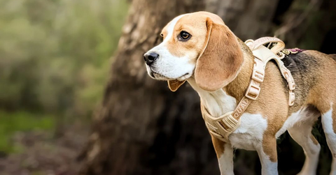 Beagle in pawsquad basics harness