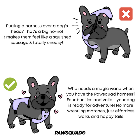 Dog Harness Infographics