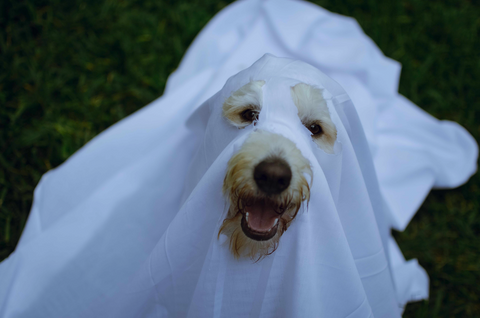 Dog Halloween Dress as Ghost