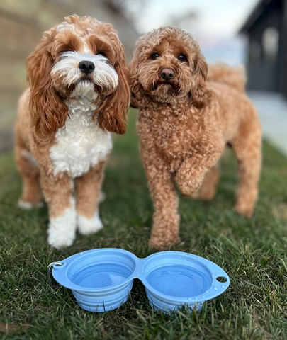 Double Travel Water Bowl