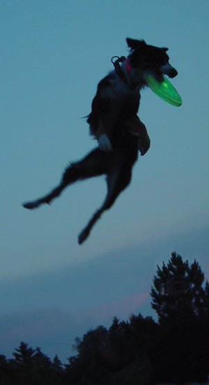 light up dog frisbee