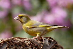 grønirisk gul fugl med tykt næb