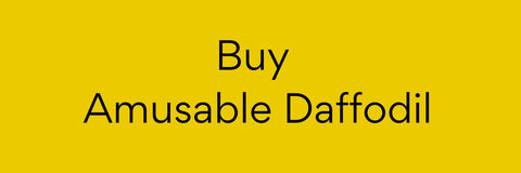 Buy Jellycat Amusable Daffodil