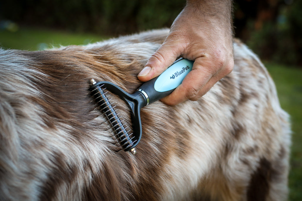 Australian Shepherd wird gebürstet