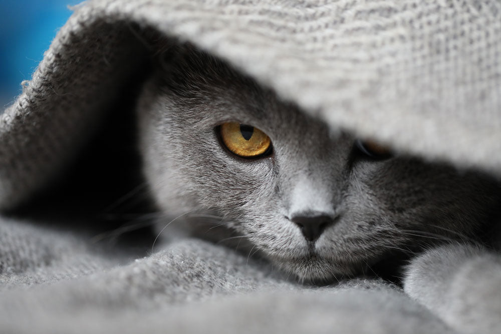 Katze unter einer Decke 