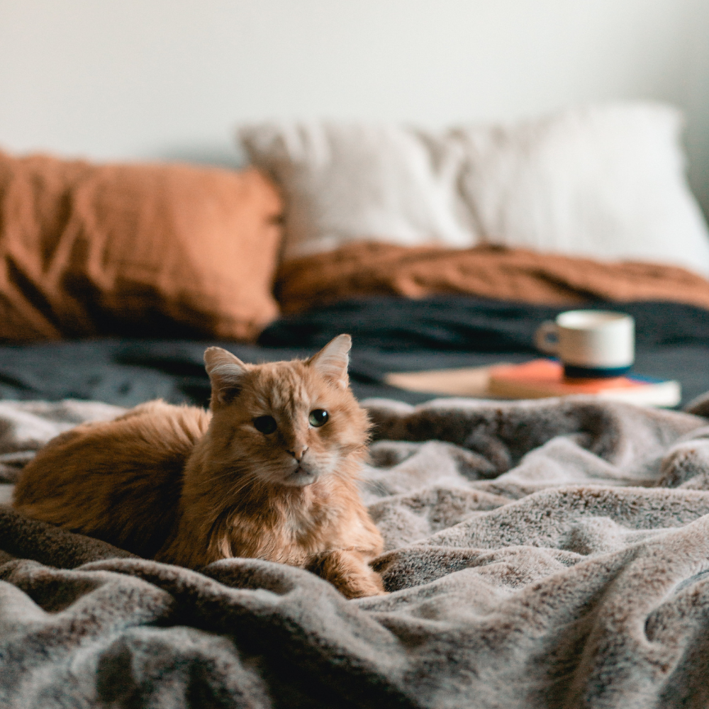 Rote Katze liegt im Bett