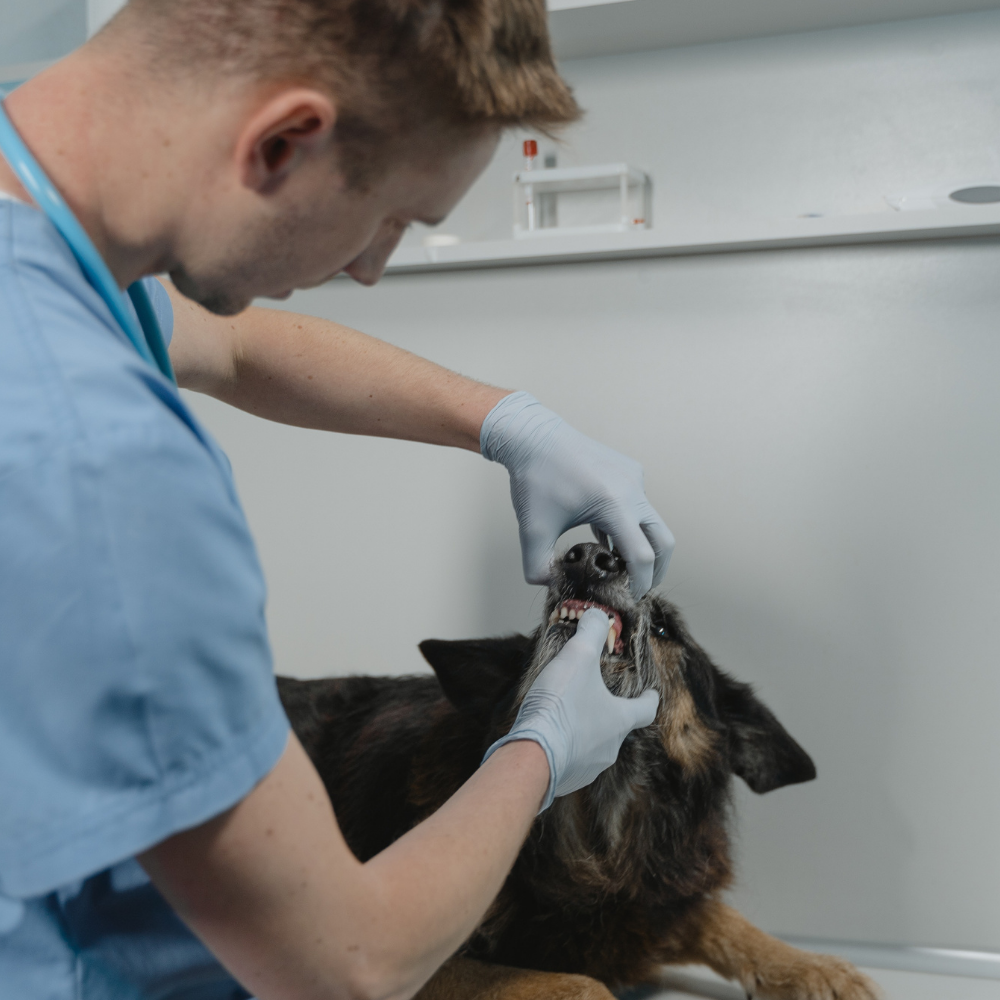 Hund wird von Tierarzt untersucht 
