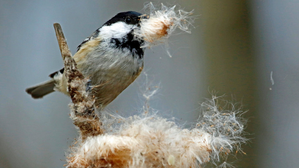 Vogel mit Nistmaterial im Schnabel baut ein Nest