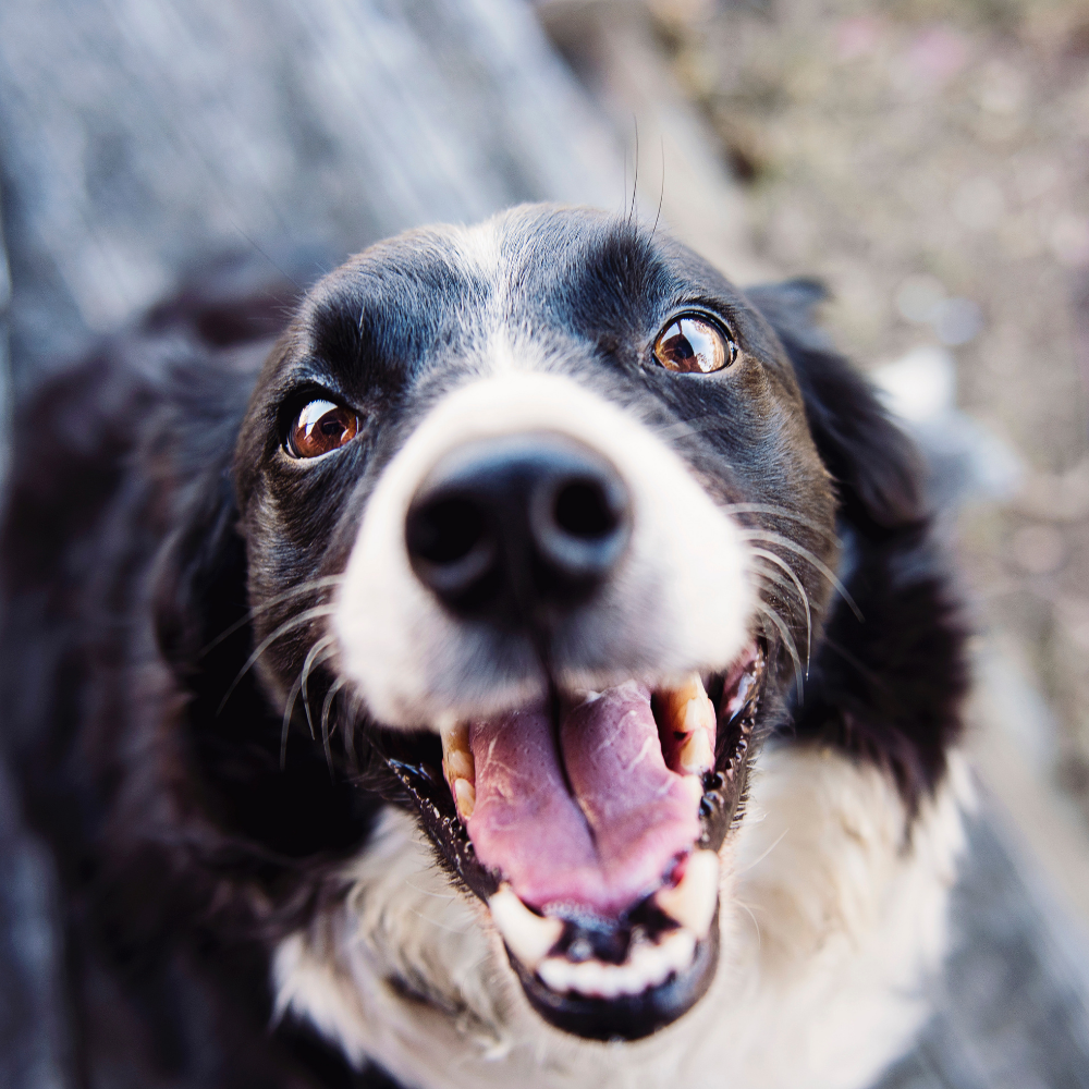 Border Collie lacht mit offenem Maul 