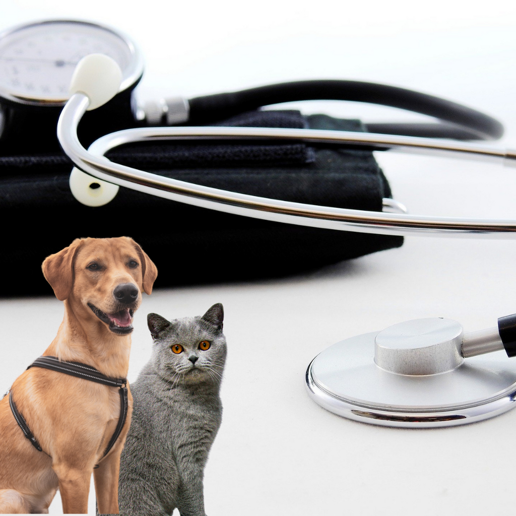 Blutdruckgerät mit Hund und Katze im Vordergrund 