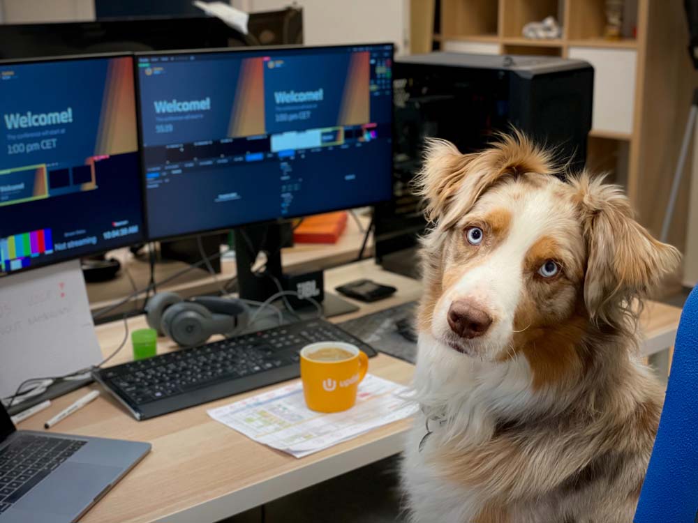 Hund sitzt am Schreibtisch und guckt in die Kamera 