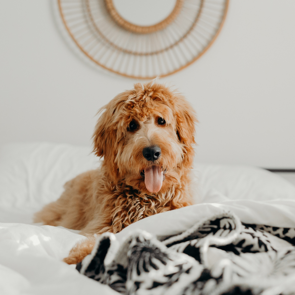 Hund liegt im Bett