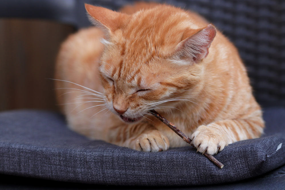 Rote Katze knabbert an Katzenminze-Stange