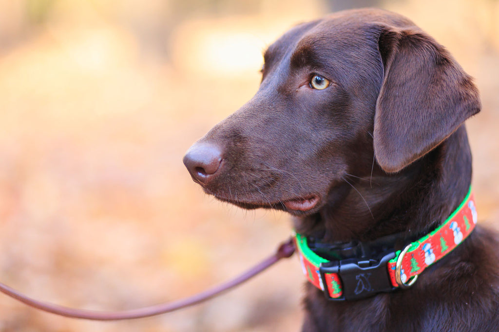 Labrador mit Hundeleine 