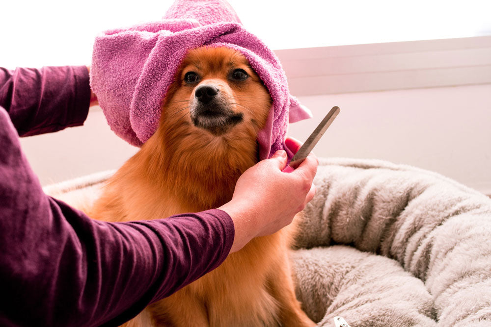 Hund mit umwickelten Handtuch auf dem Kopf und Nagelfeile
