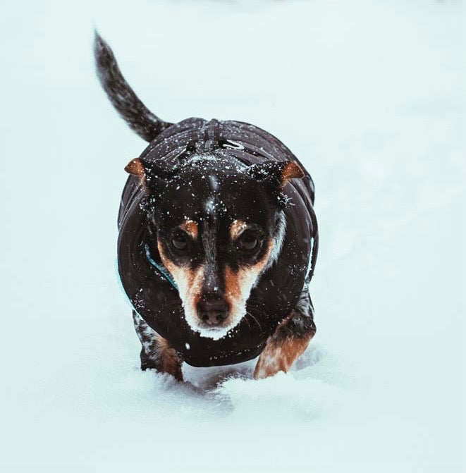Hund läuft durch den Schnee und trägt einen Wintermantel