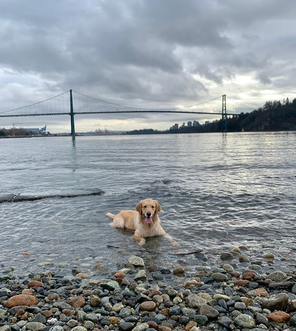 Les chiens profitent de la plage d'Ambleside