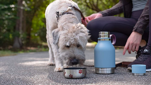 Chien mangeant de la nourriture lors d'un voyage